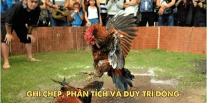 Cách đổ gà đá cựa