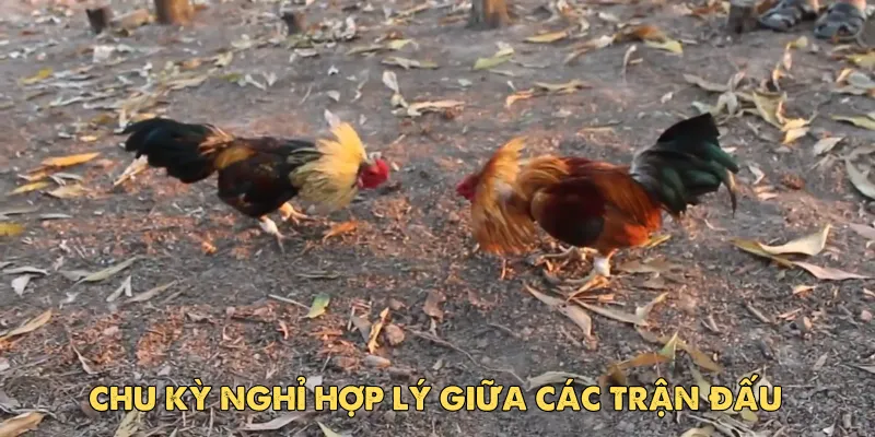 Các chiến thuật phổ biến khi đá gà cựa dao