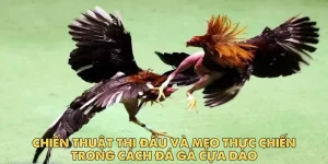 Đá gà cựa dao