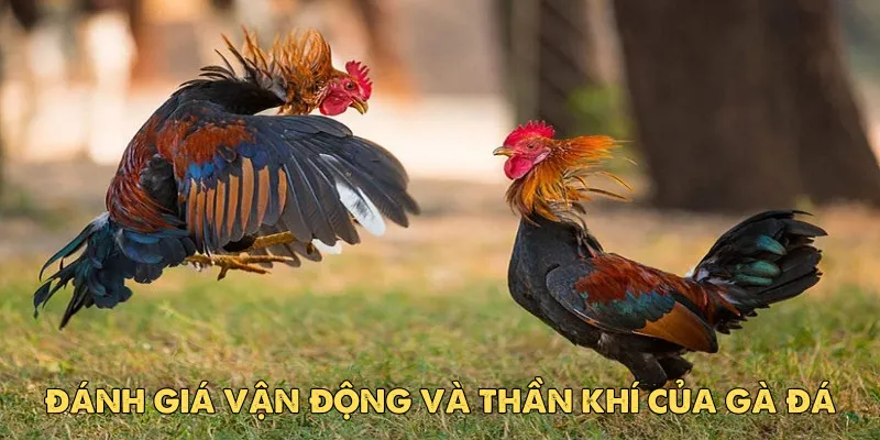 Đánh giá vận động và thần khí của gà đá