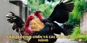 Cách chọn gà đá hay