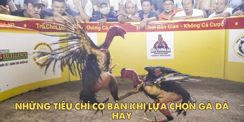 Những sai lầm cần tránh trong cách chọn gà đá hay