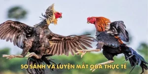 Cách xem tướng gà đá